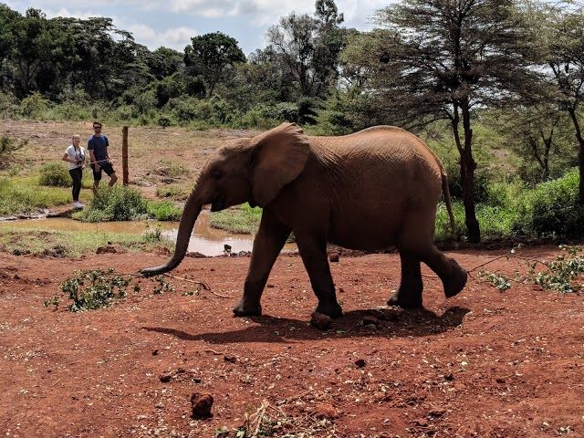 David Sheldrick Elephant Orphanage